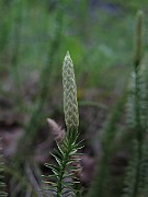 IMG_8468
