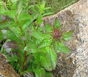 IMG_6678