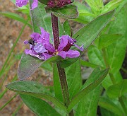 IMG_6683b