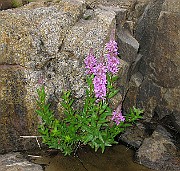IMG_6826