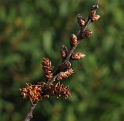 IMG_4718