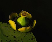 IMG_0043