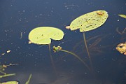 IMG_0962