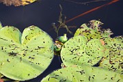 IMG_0963