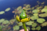 IMG_0965