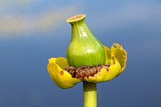 IMG_0969