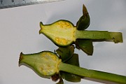IMG_1036