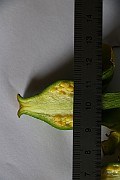 IMG_1042