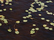 IMG_1993