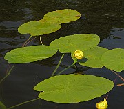 IMG_6987