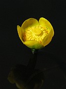 IMG_6989