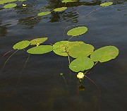 IMG_6995