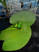 P1040244