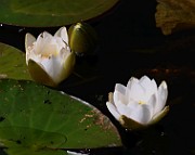 IMG_0090b