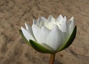 IMG_0393