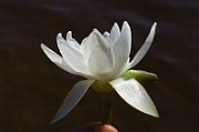IMG_0397