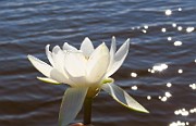 IMG_0398