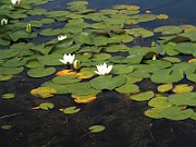 IMG_7515