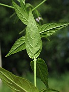IMG_2081