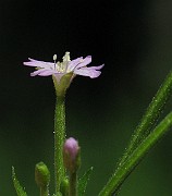IMG_2086