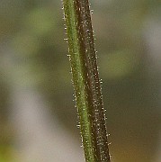IMG_5261