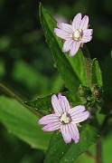 IMG_7648