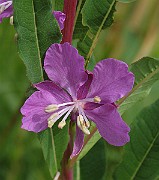 Epilobium_angustifolium6