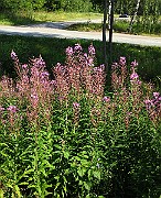 IMG_1771