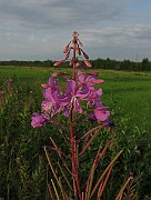 IMG_5319