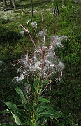 IMG_5419