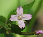 IMG_4347
