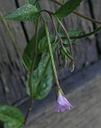 IMG_7252