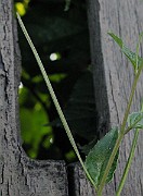 IMG_7256