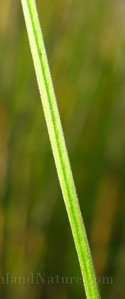 IMG_2805.JPG