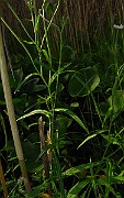 IMG_2802