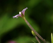 IMG_6540