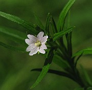 IMG_7742