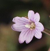 IMG_9979