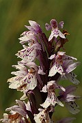 IMG_1142