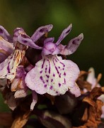 IMG_1144