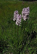 IMG_4198