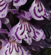 IMG_6857