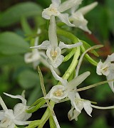 IMG_7529