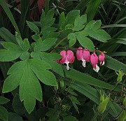 IMG_0155