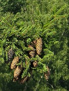 IMG_4326b