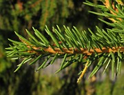 IMG_4815