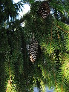 IMG_4818