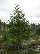 IMG_5184