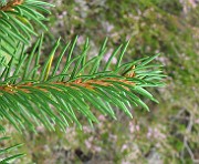 IMG_5192