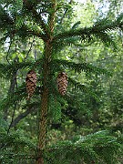 IMG_7098